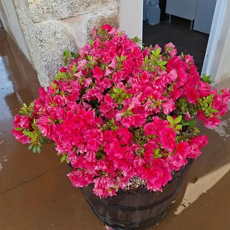 O Corazon Da Ribeira Sacra Maison d'hôtes La Teijeira