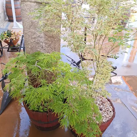 게스트하우스 O Corazon Da Ribeira Sacra *