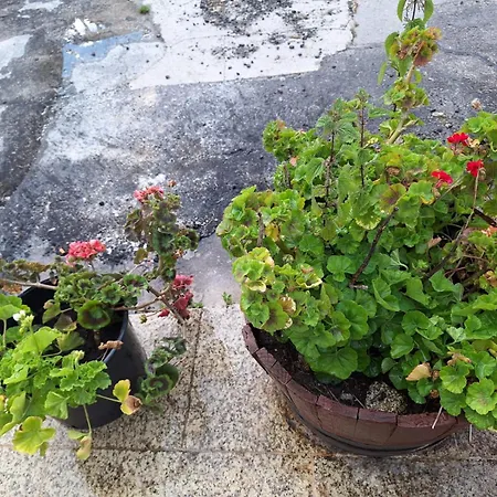 O Corazon Da Ribeira Sacra Guest house